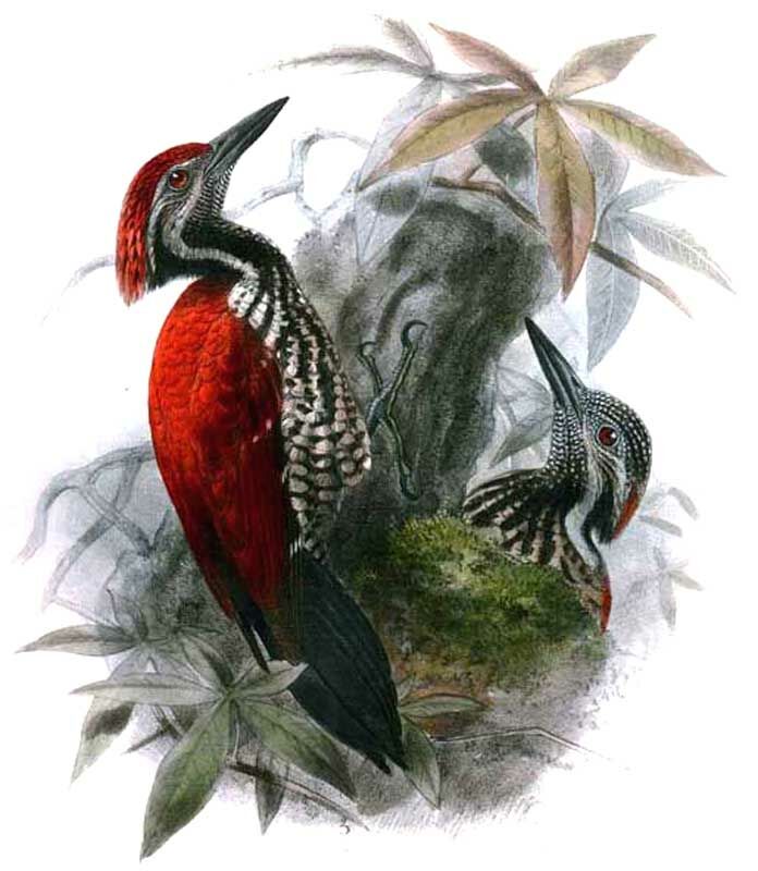 Red-backed Flameback