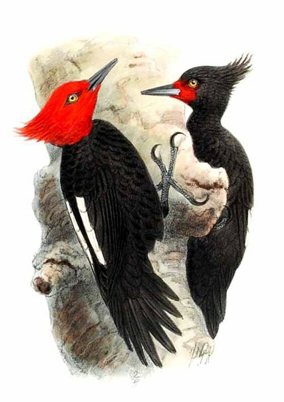 Magellanic Woodpecker