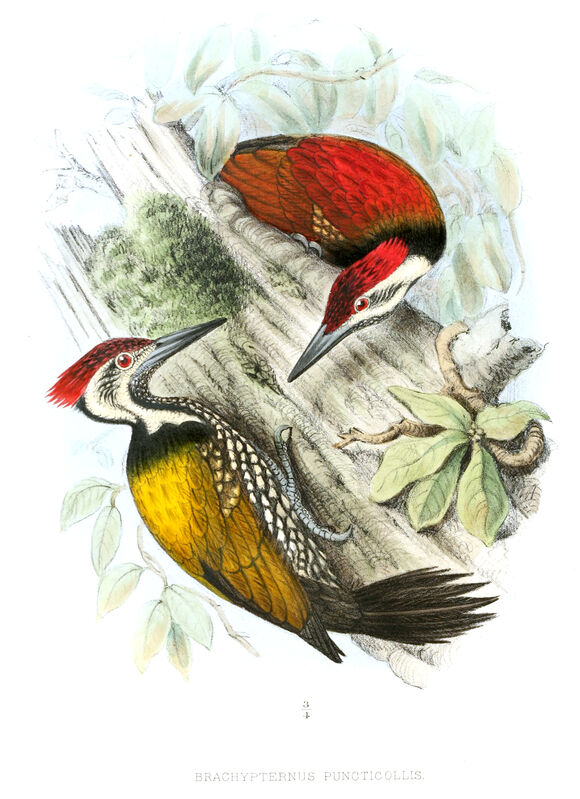 Black-rumped Flameback