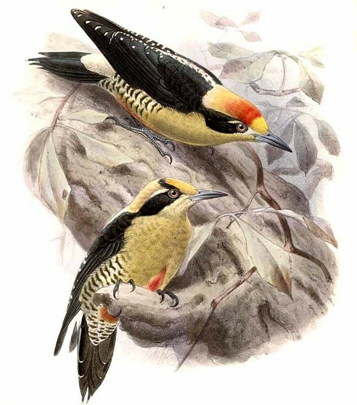 Golden-naped Woodpecker