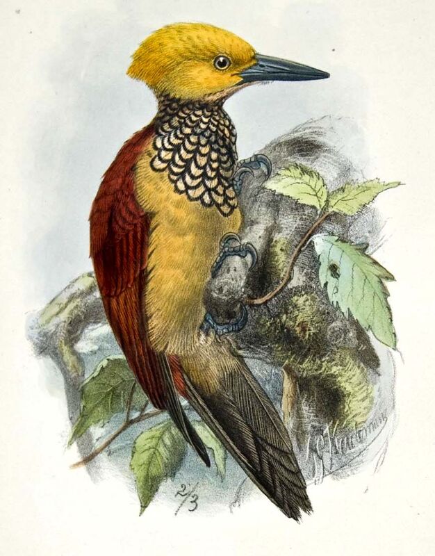 Buff-spotted Flameback