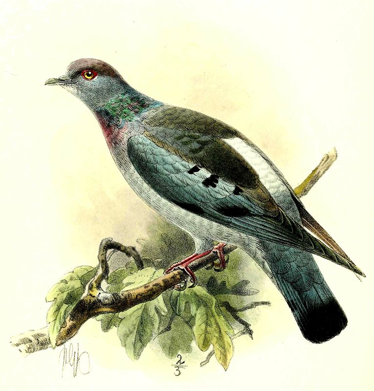 Yellow-eyed Pigeon