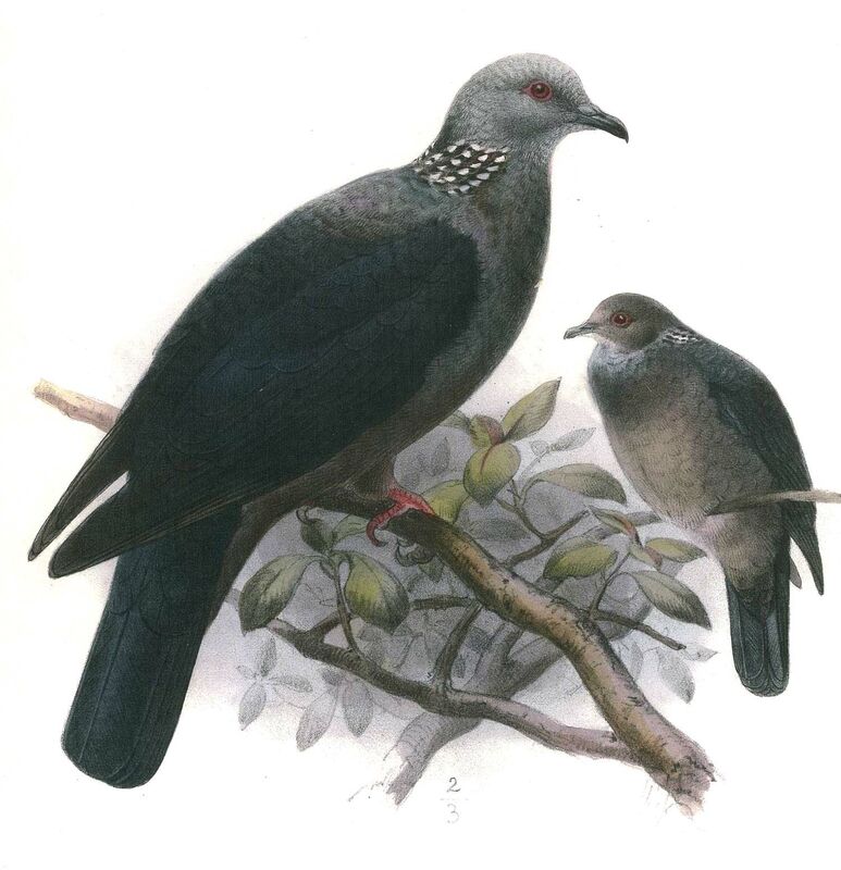 Sri Lanka Wood Pigeon