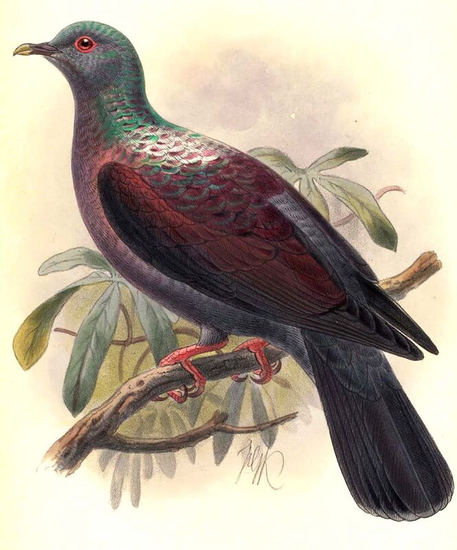 Eastern Bronze-naped Pigeon