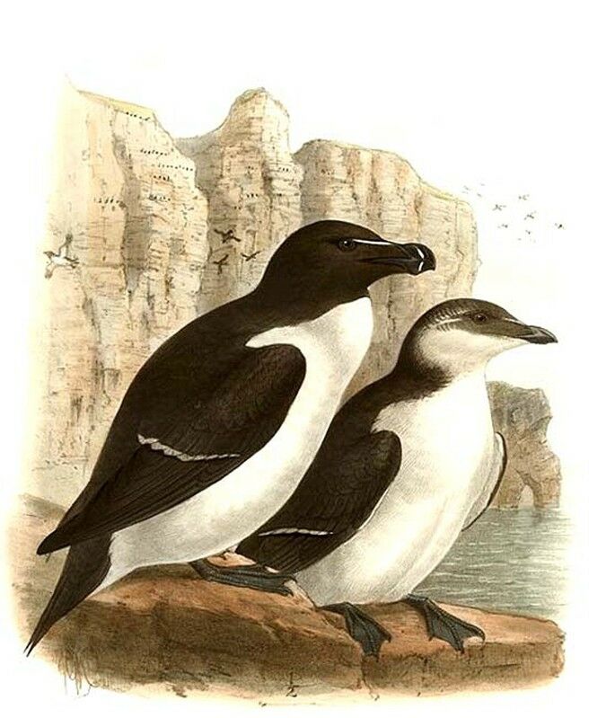 Razorbill