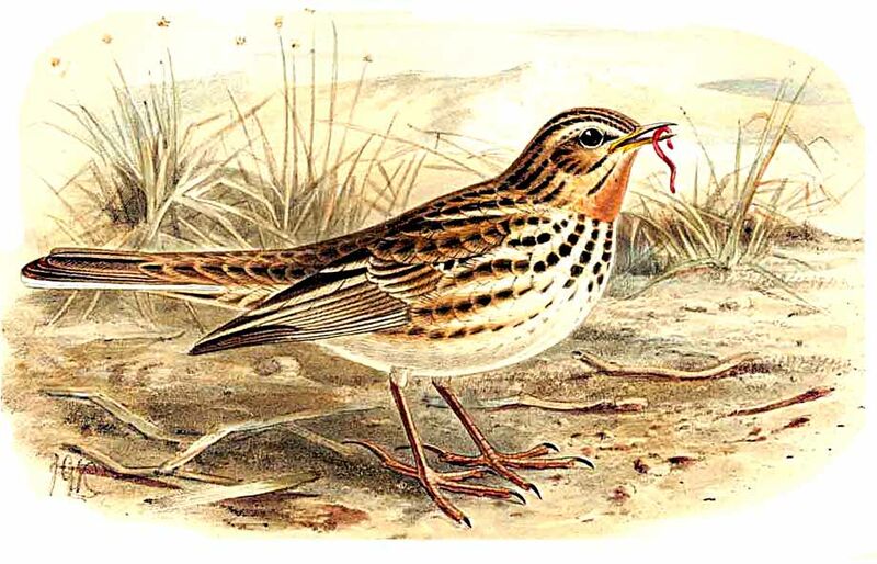 Red-throated Pipit