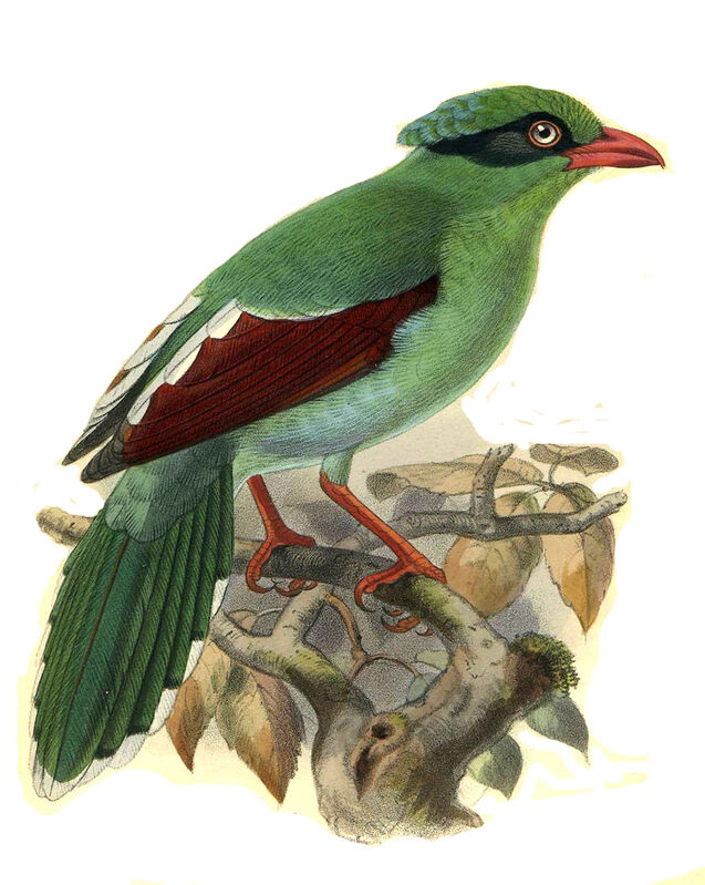 Javan Green Magpie