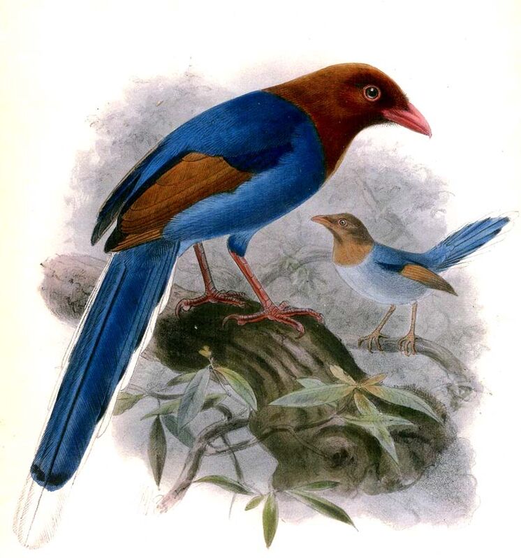 Sri Lanka Blue Magpie