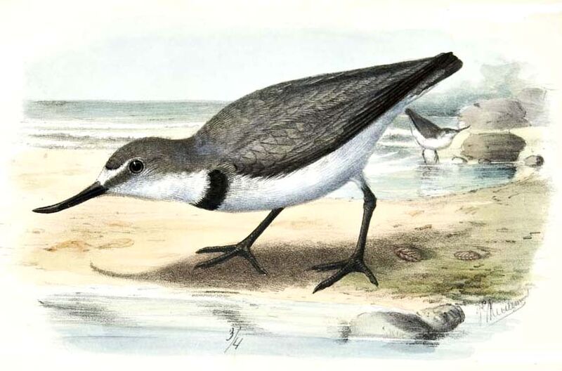 Wrybill