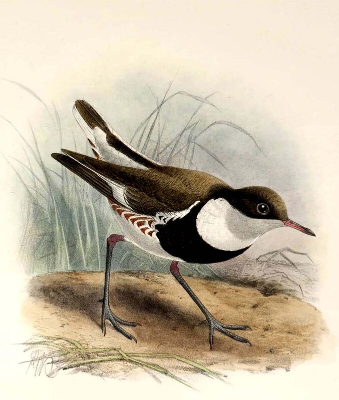 Red-kneed Dotterel