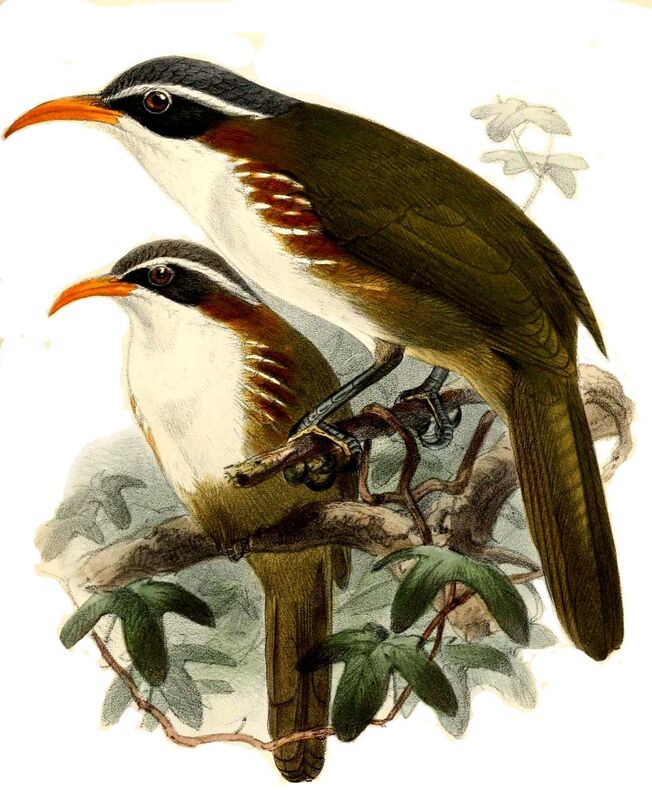 White-browed Scimitar Babbler