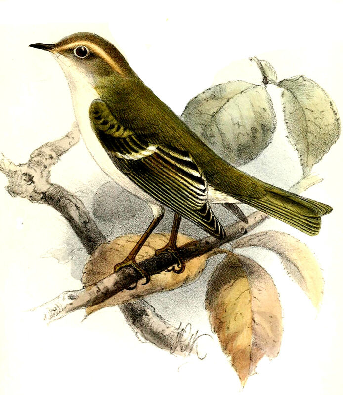 Hume's Leaf Warbler