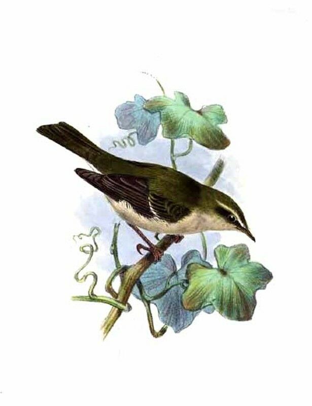 Greenish Warbler