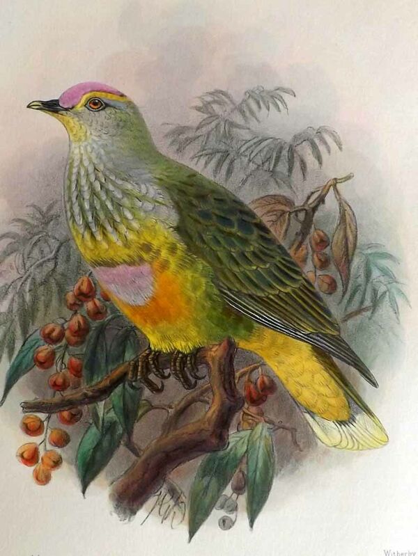 Rose-crowned Fruit Dove