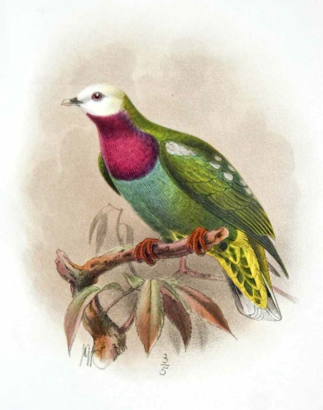 White-headed Fruit Dove