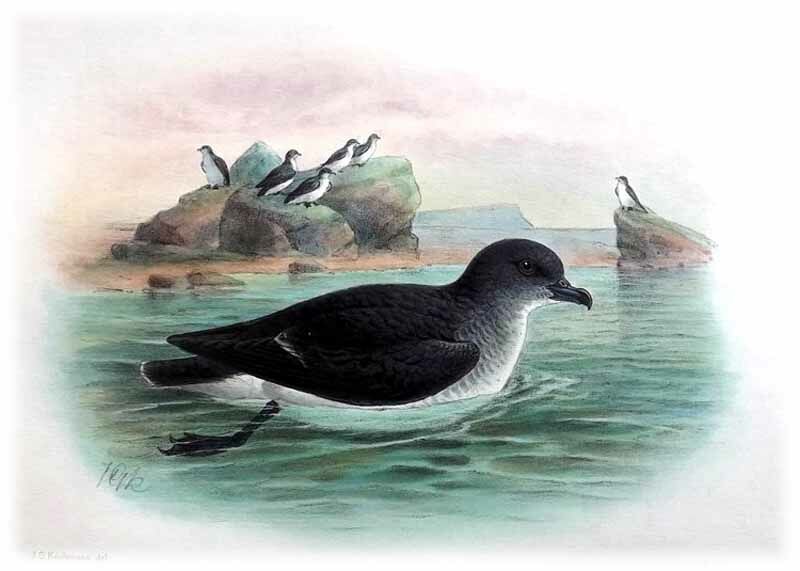 Common Diving Petrel