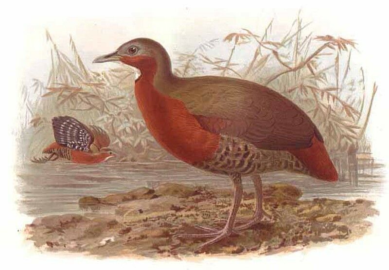 Madagascar Forest Rail