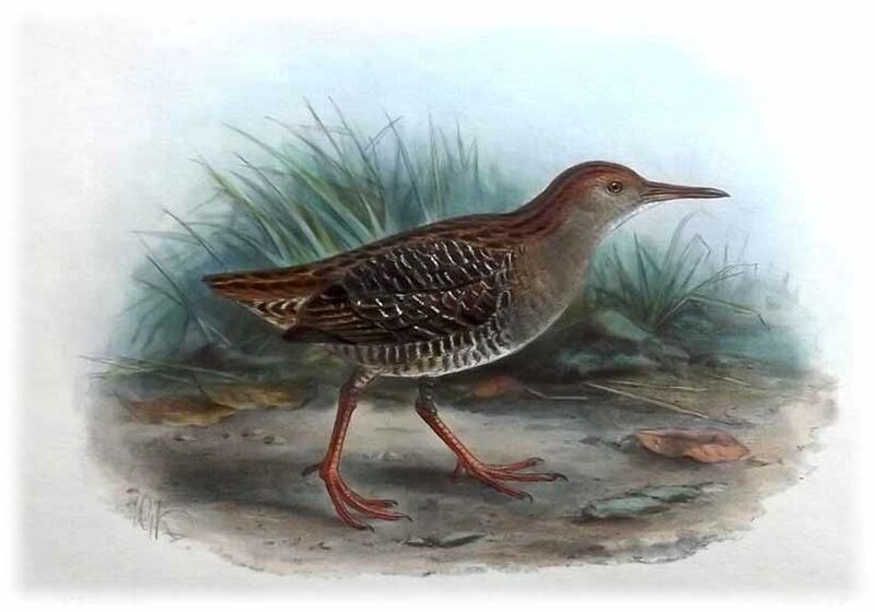 Lewin's Rail