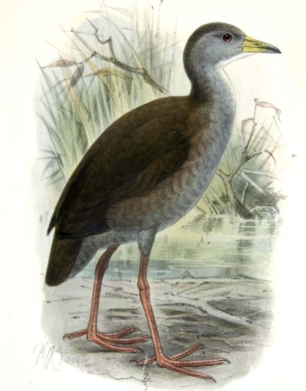 Brown Crake