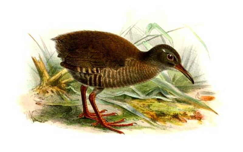 Dieffenbach's Rail