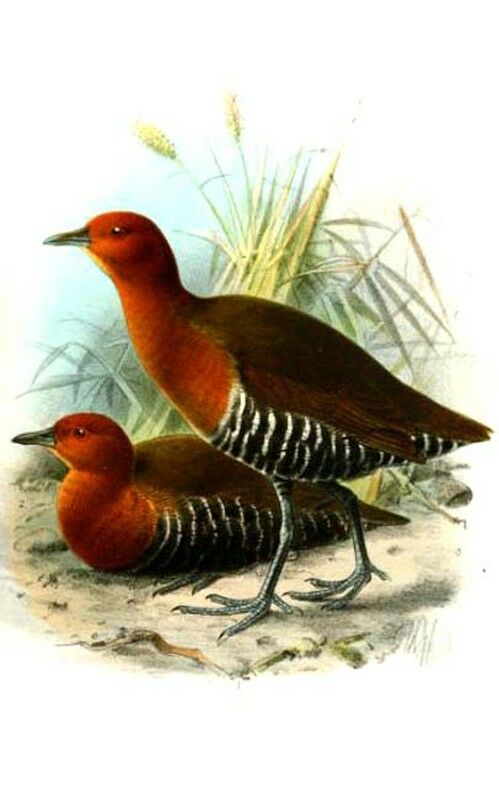 Slaty-legged Crake