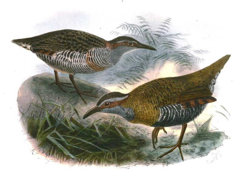 Guam Rail