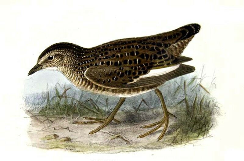 Swinhoe's Rail