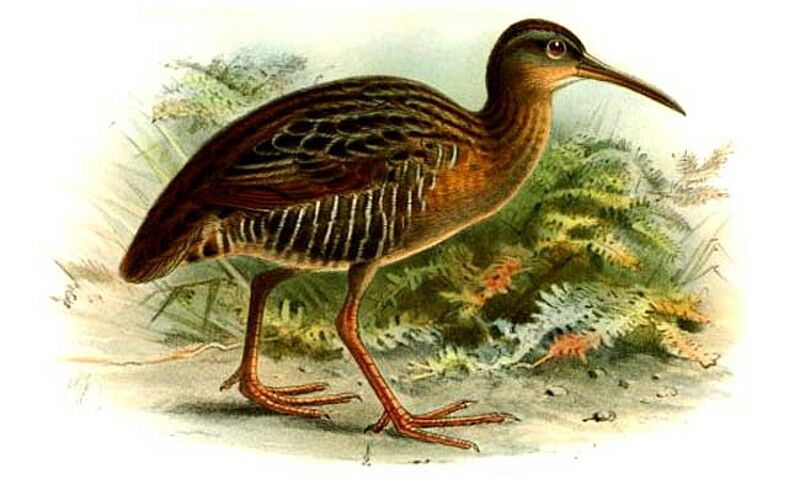 Mangrove Rail