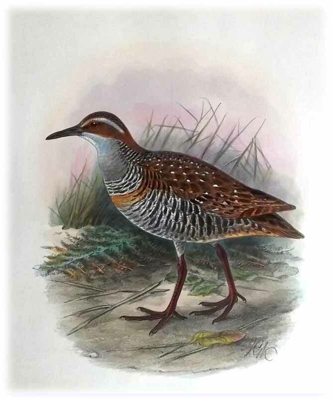 Buff-banded Rail