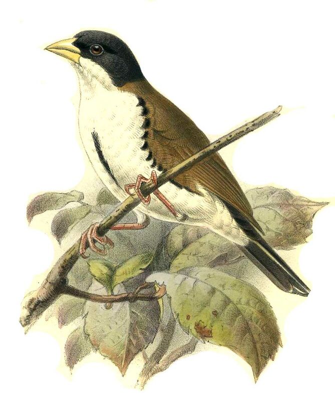 Black-capped Social Weaver