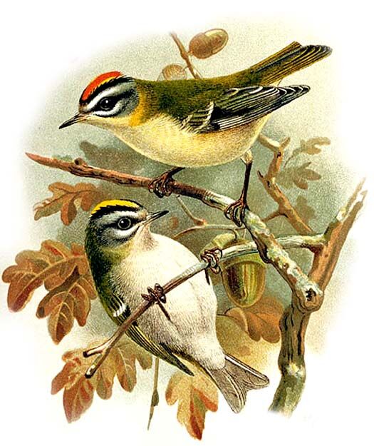 Common Firecrest