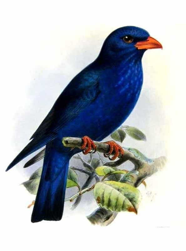 Azure Dollarbird