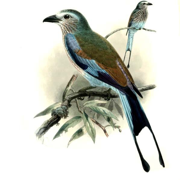 Racket-tailed Roller