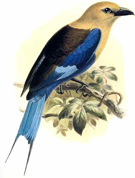 Blue-bellied Roller