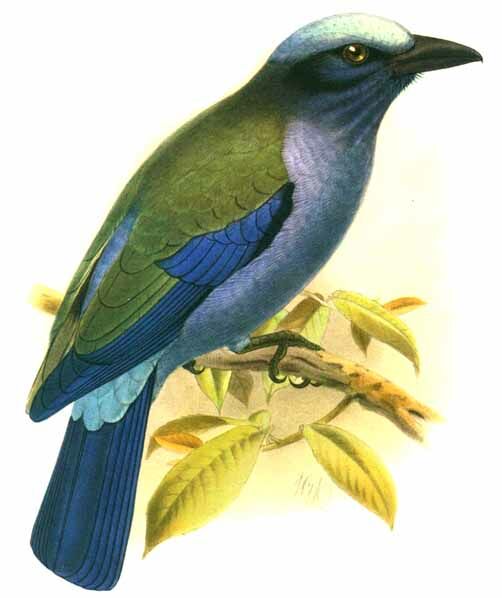 Purple-winged Roller