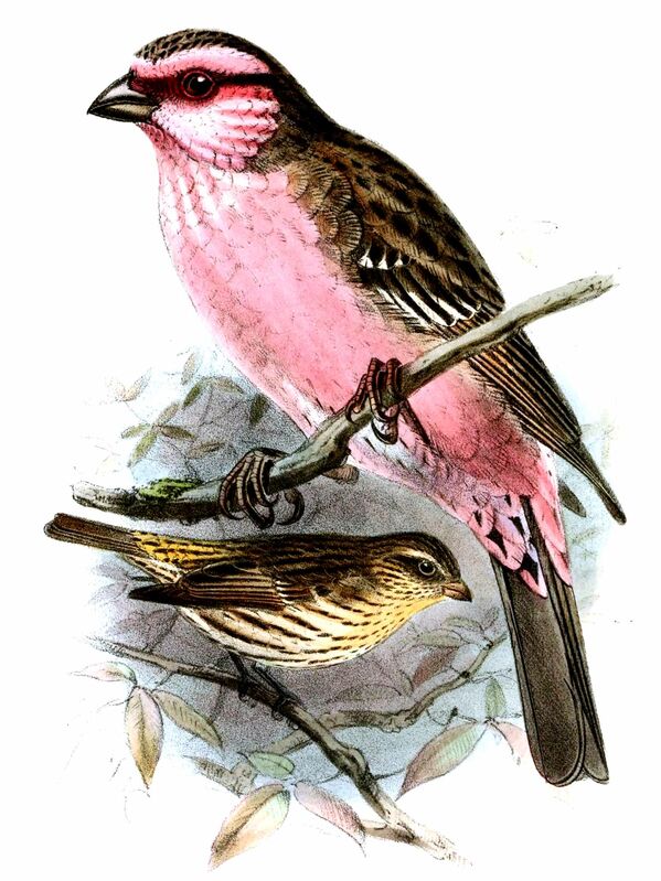 Himalayan White-browed Rosefinch