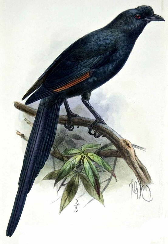 Bristle-crowned Starling