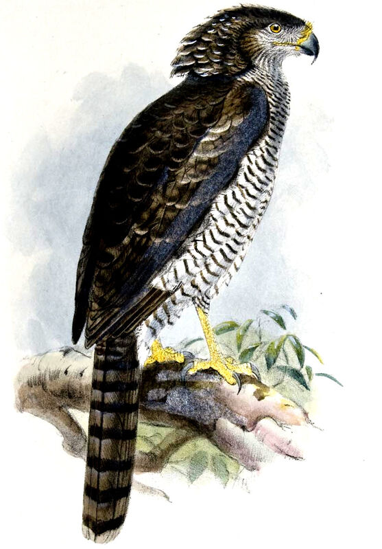 Madagascar Serpent Eagle