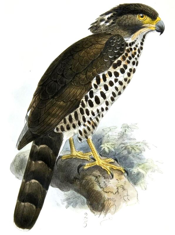 Congo Serpent Eagle