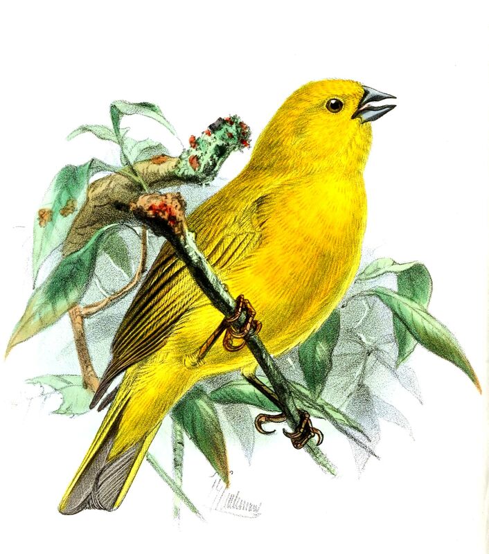 Puna Yellow Finch