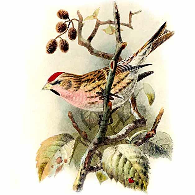 Common Redpoll