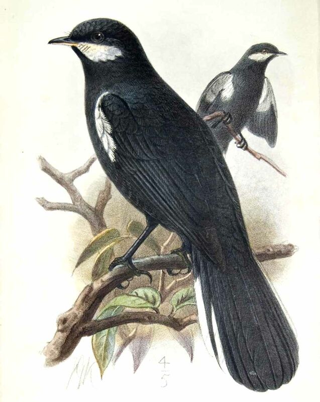 Black Solitaire