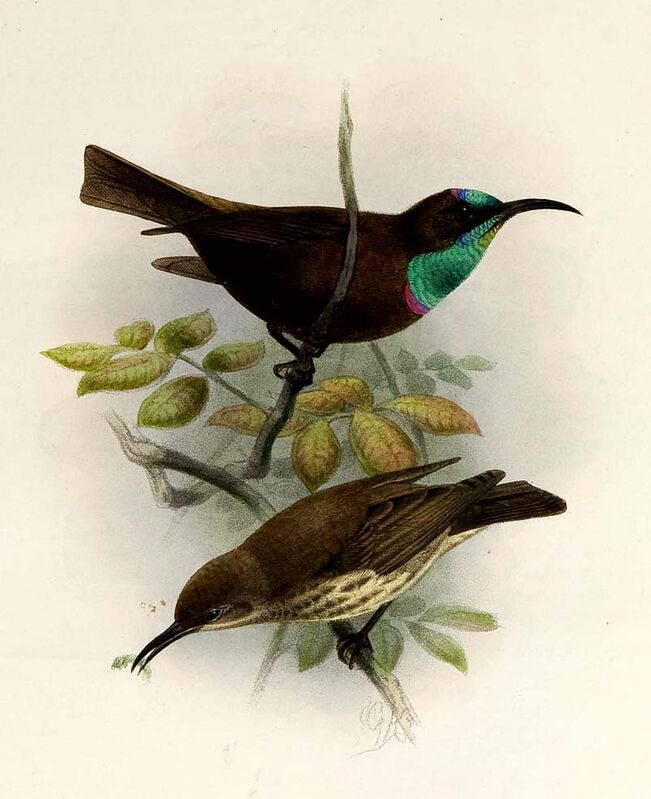 Green-throated Sunbird