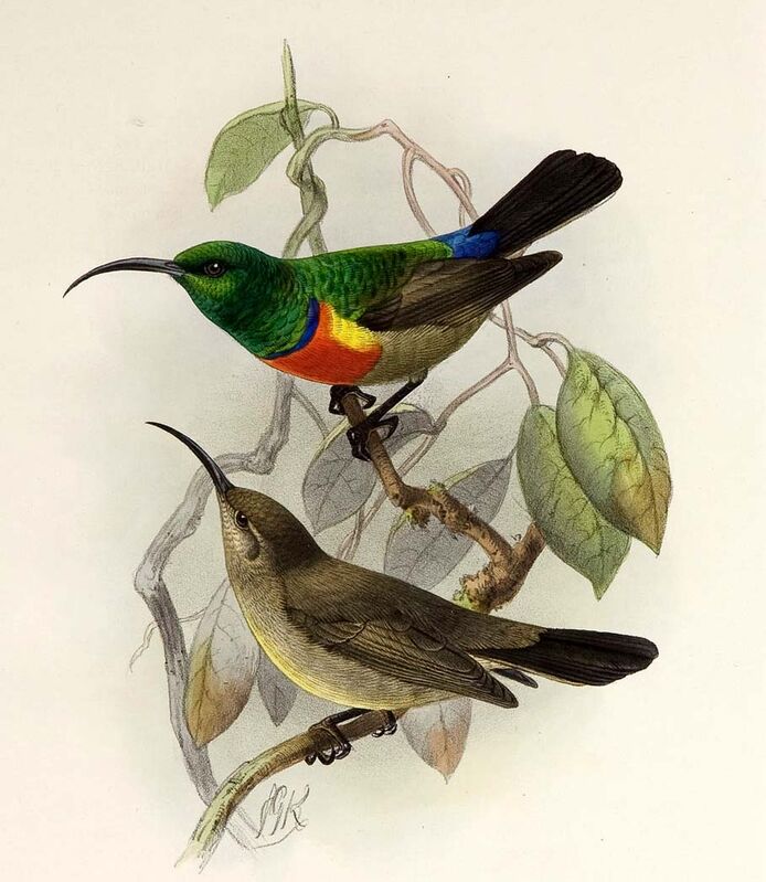 Greater Double-collared Sunbird