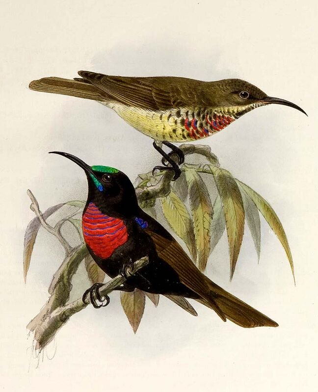 Scarlet-chested Sunbird