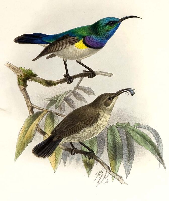 White-bellied Sunbird