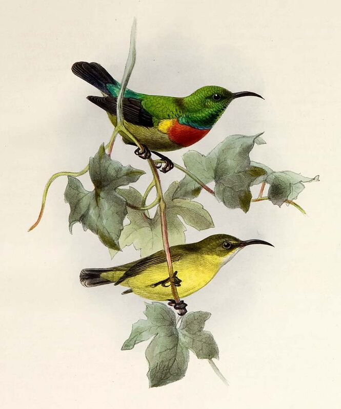 Olive-bellied Sunbird