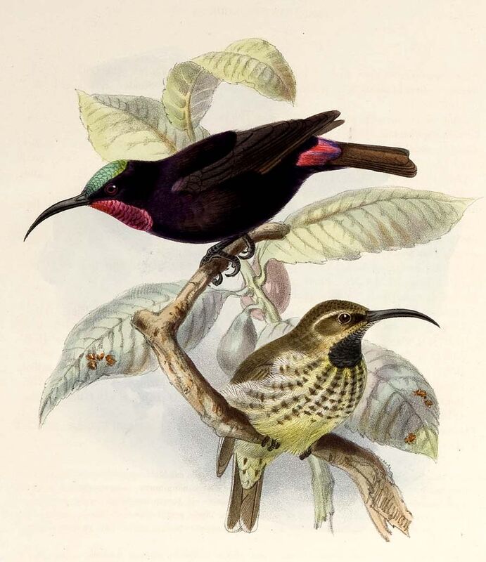 Amethyst Sunbird