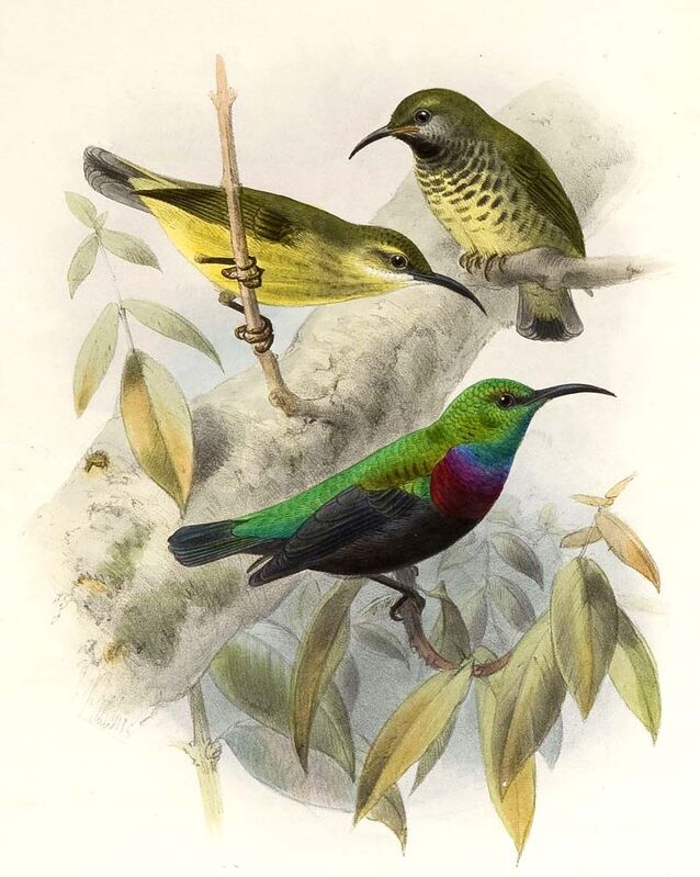 Purple-banded Sunbird