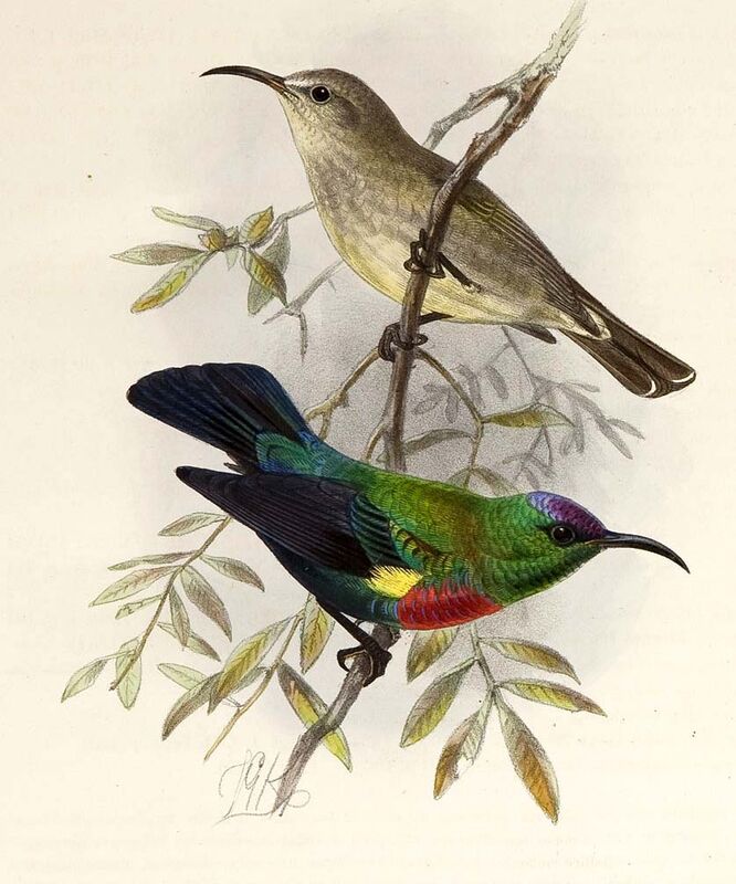 Abyssinian Sunbird